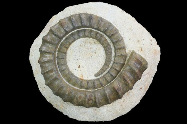 Devonian Ammonite (Anetoceras) - Morocco #99907